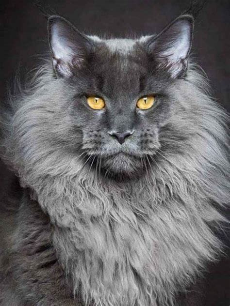 The Maine Coon is similar to the Norwegian Forest Cat in appearance and personality, but it is different in appearance. . Grey maine coon price